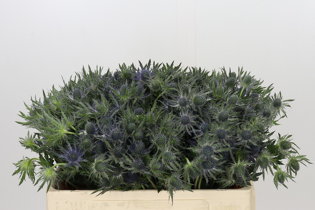 Eryngium Blue Lagoon 50cm
