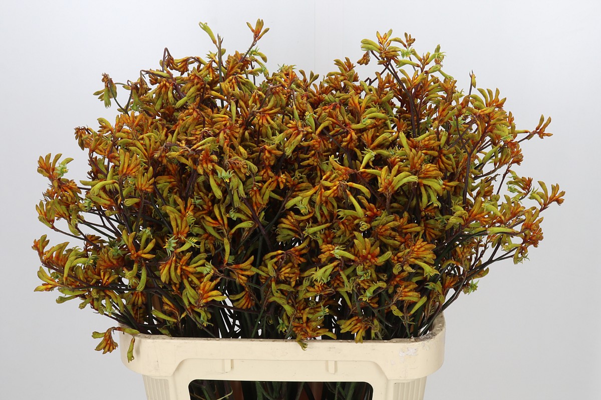 Anigozanthos Bush Sunset 80cm