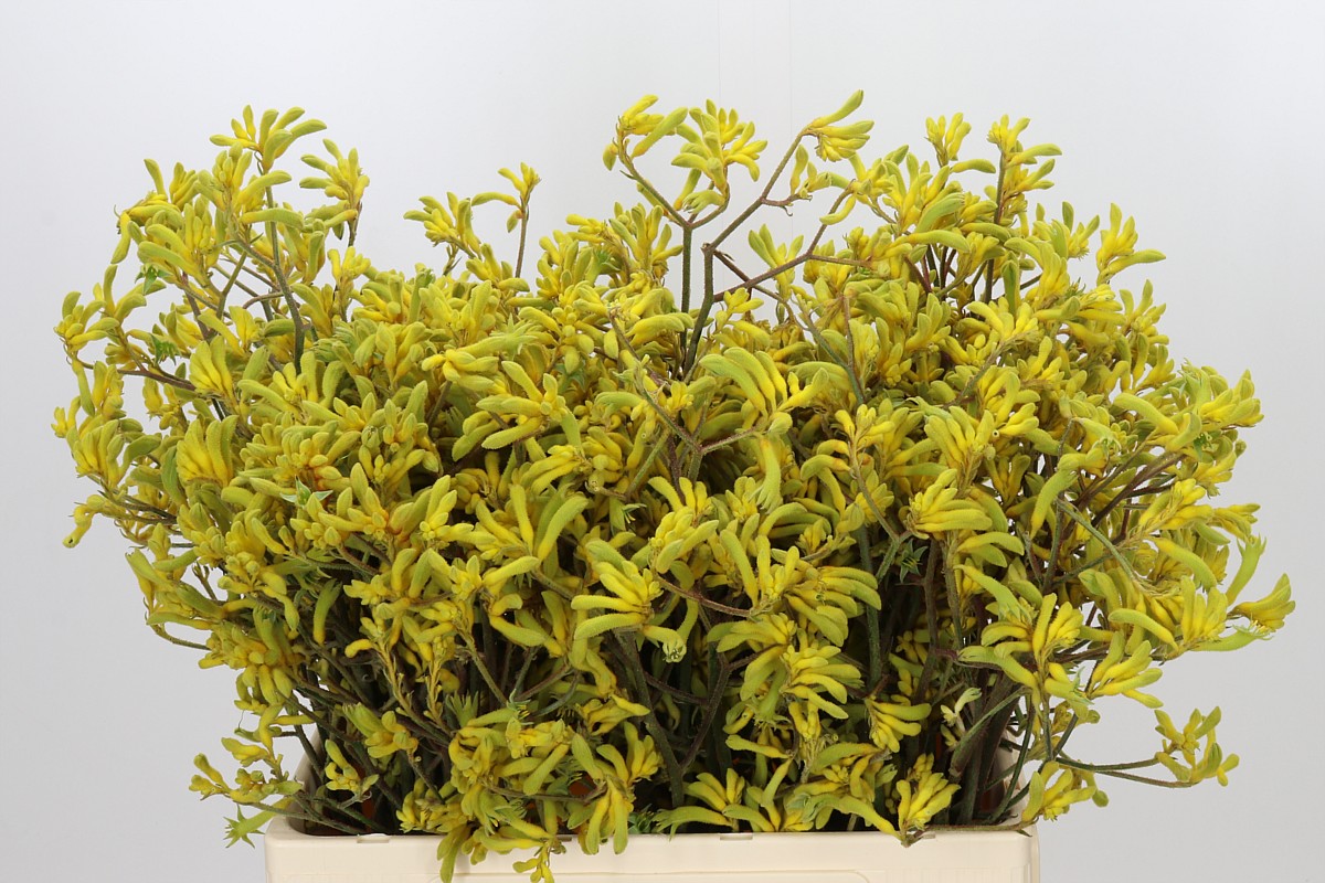 Anigozanthos Bush Down 60cm