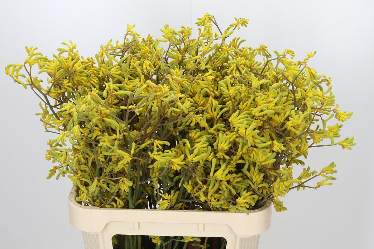 Anigozanthos Bush Down 80cm