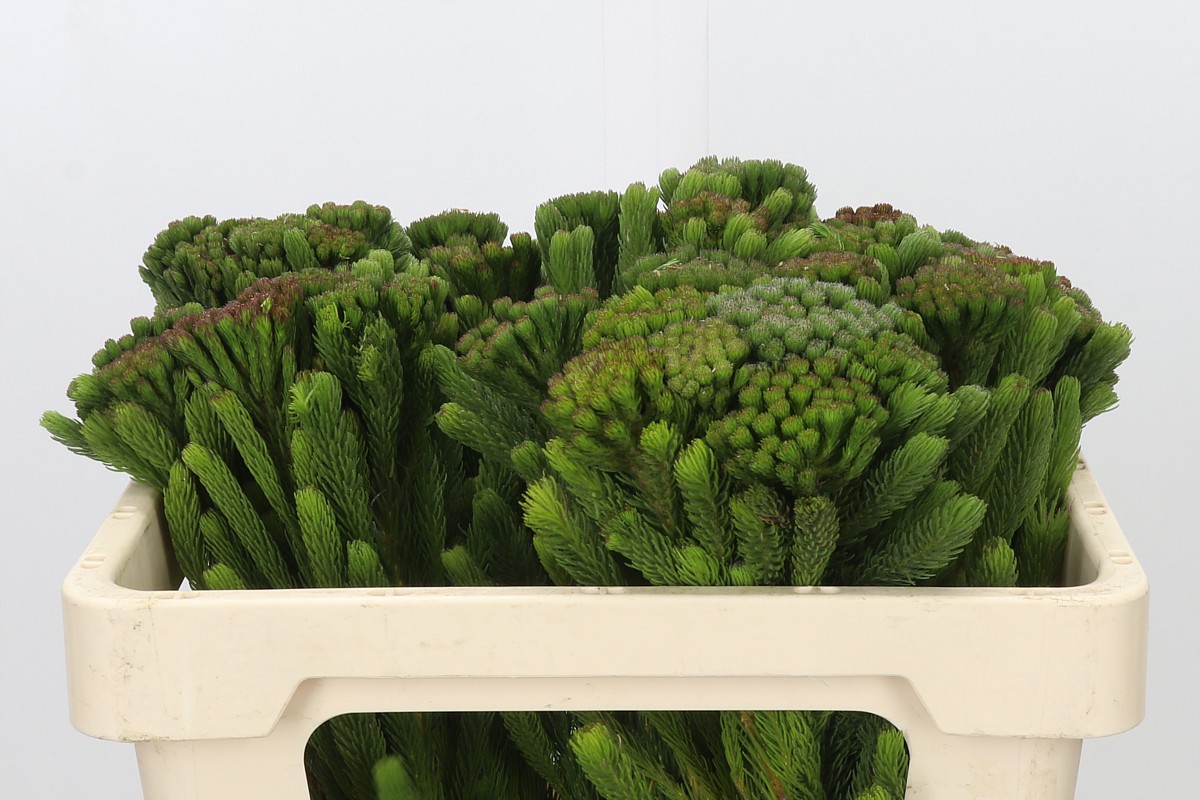 Brunia Albiflora Bunch 50cm