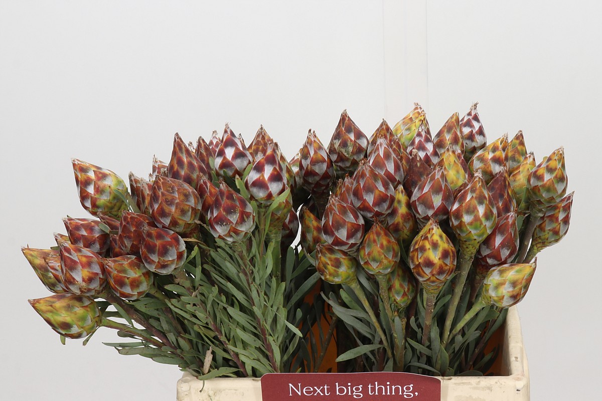 Leucadendron Rubrum Bnch 40cm