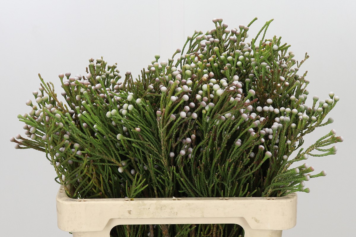 Brunia Nodiflora 60cm