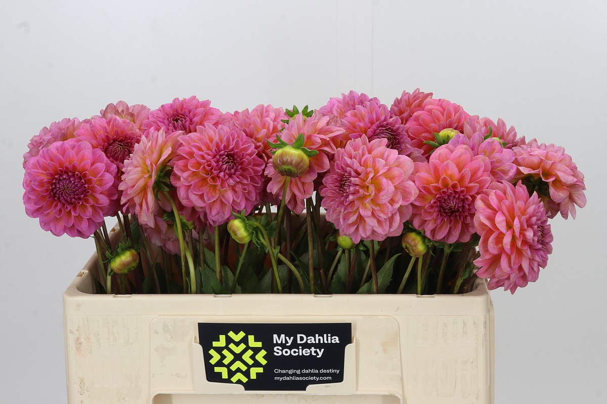Dahlia Pink Runner 50cm