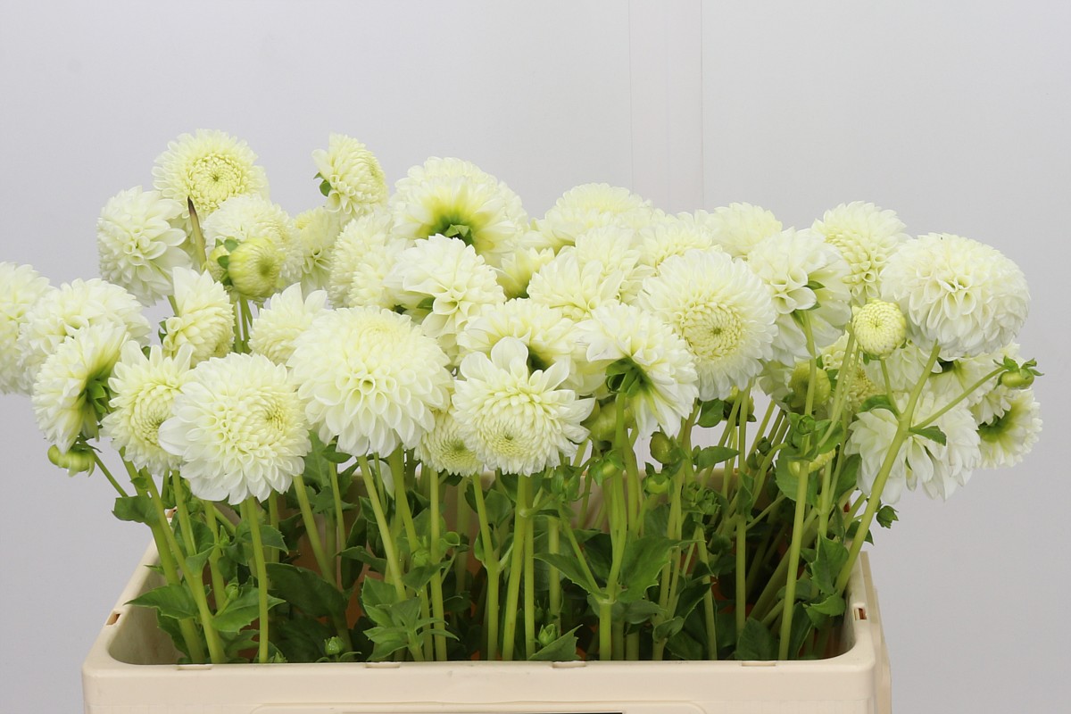 Dahlia Reycroft Jan 50cm