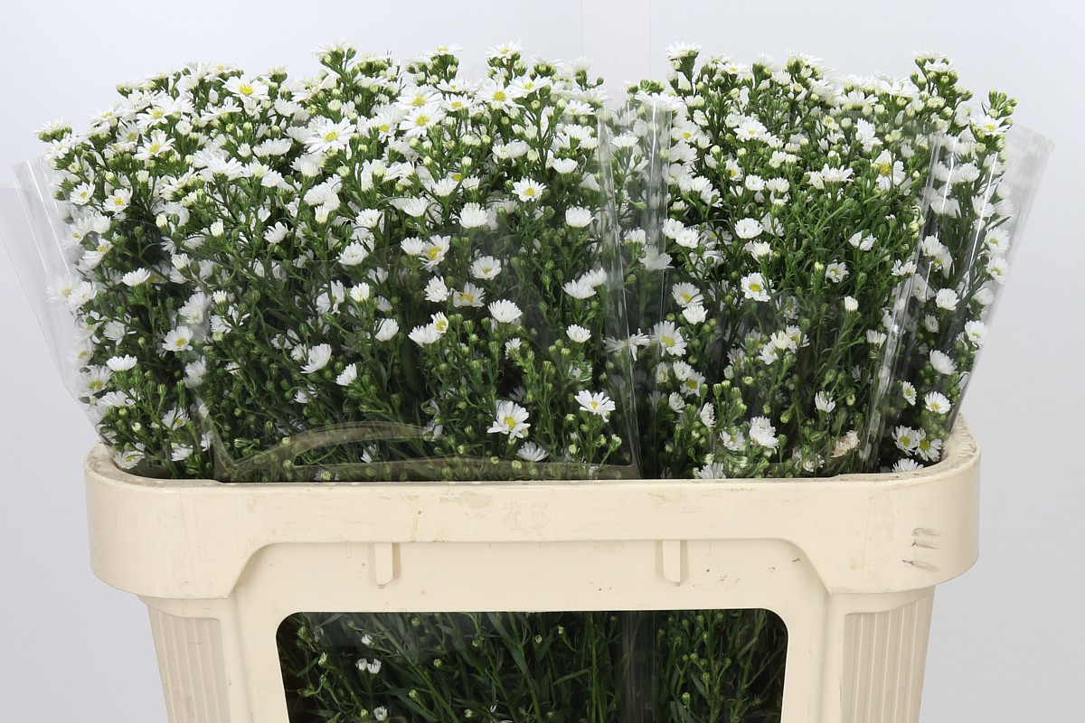 Aster Paquita 70cm 30gram