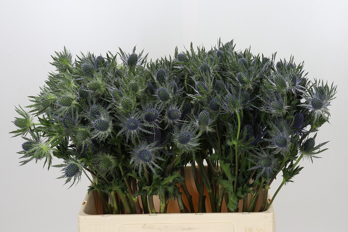 Eryngium Blue Lagoon 60cm