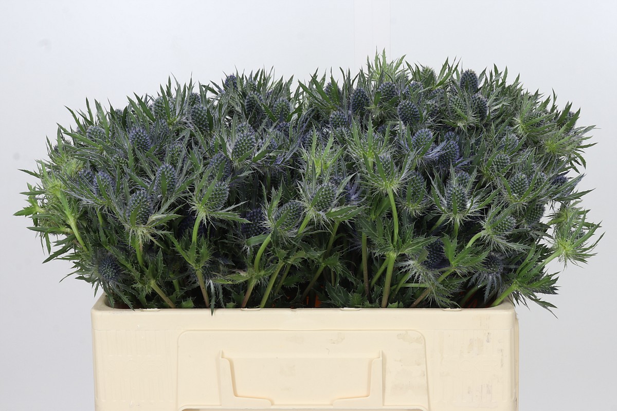Eryngium Blue Lagoon 50cm