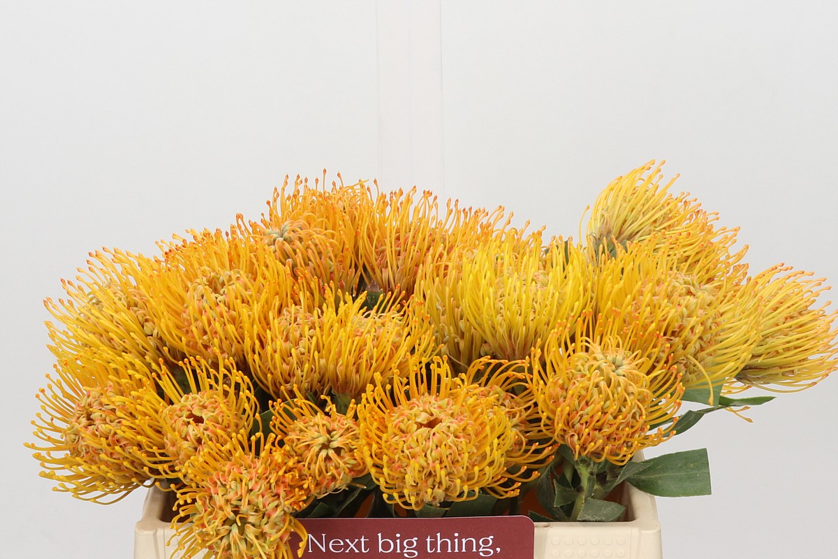 Leucospermum Soleil 35cm