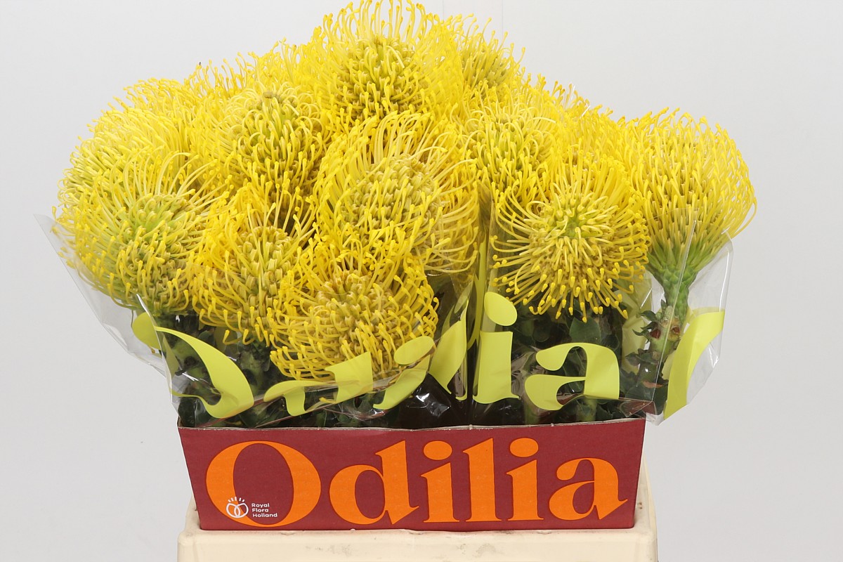 Leucospermum High Gold 45cm