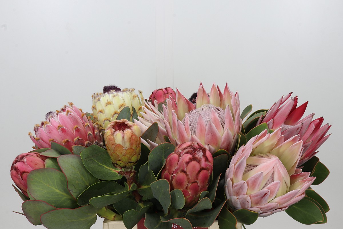 Protea Mixed 40cm