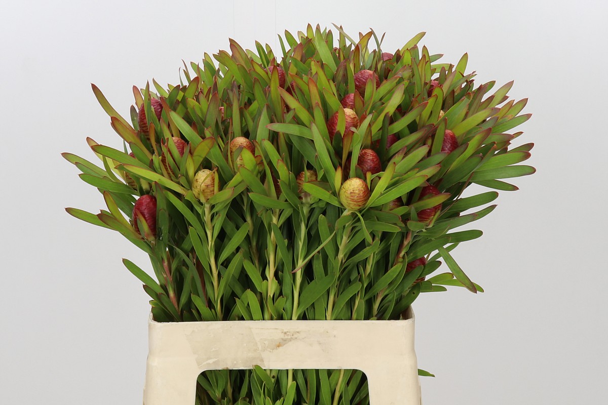 Leucad Ayoba Ch Pear 60cm