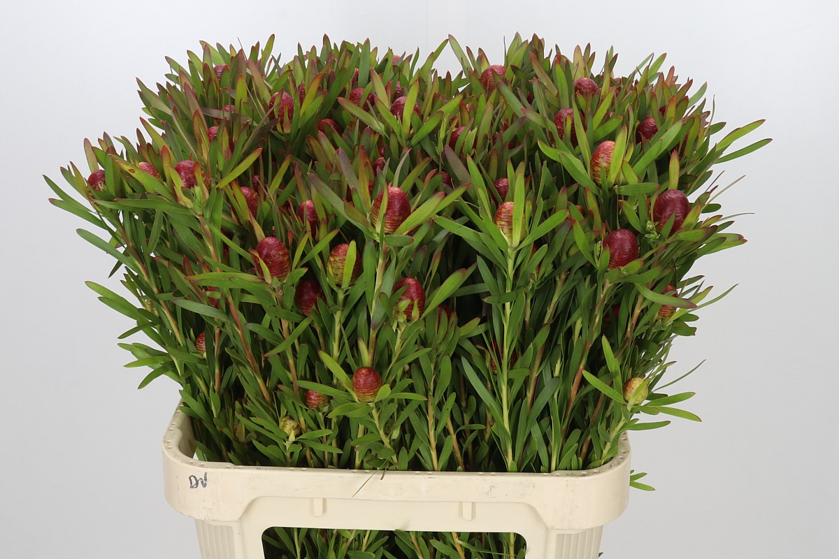 Leucad Ayoba Ch Pear 80cm