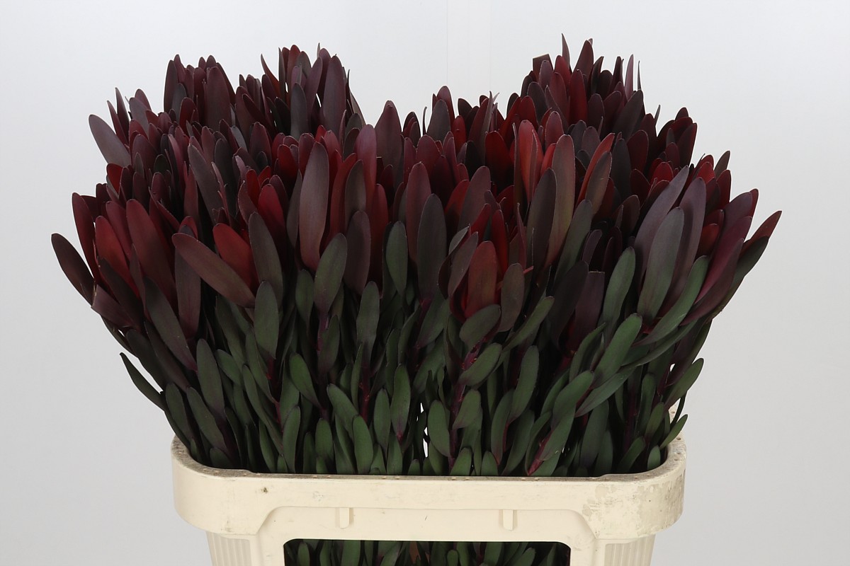 Leucadendron Safari Sunset 80cm