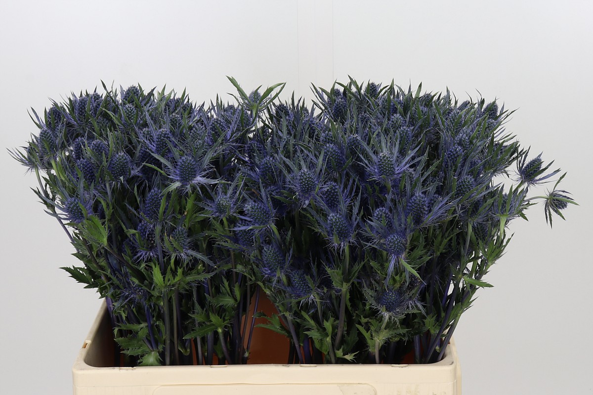 Eryngium Planum 60cm