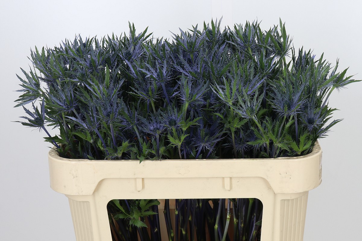 Eryngium Planum 70cm