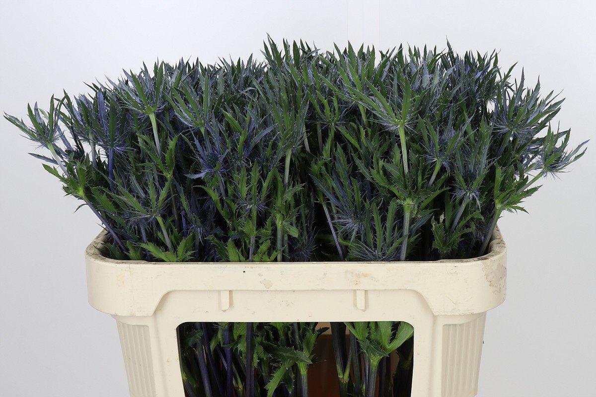 Eryngium 70cm
