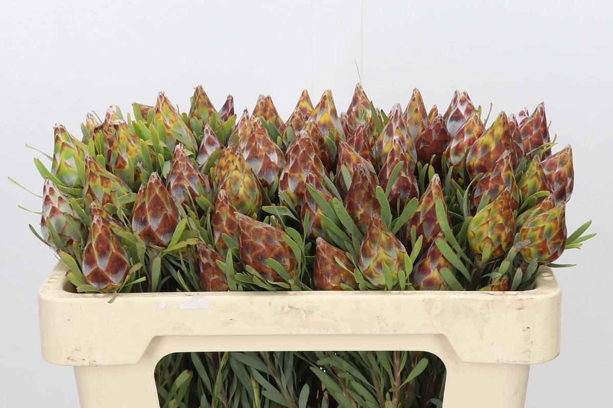 Leucadendron Rubrum Bnch 50cm
