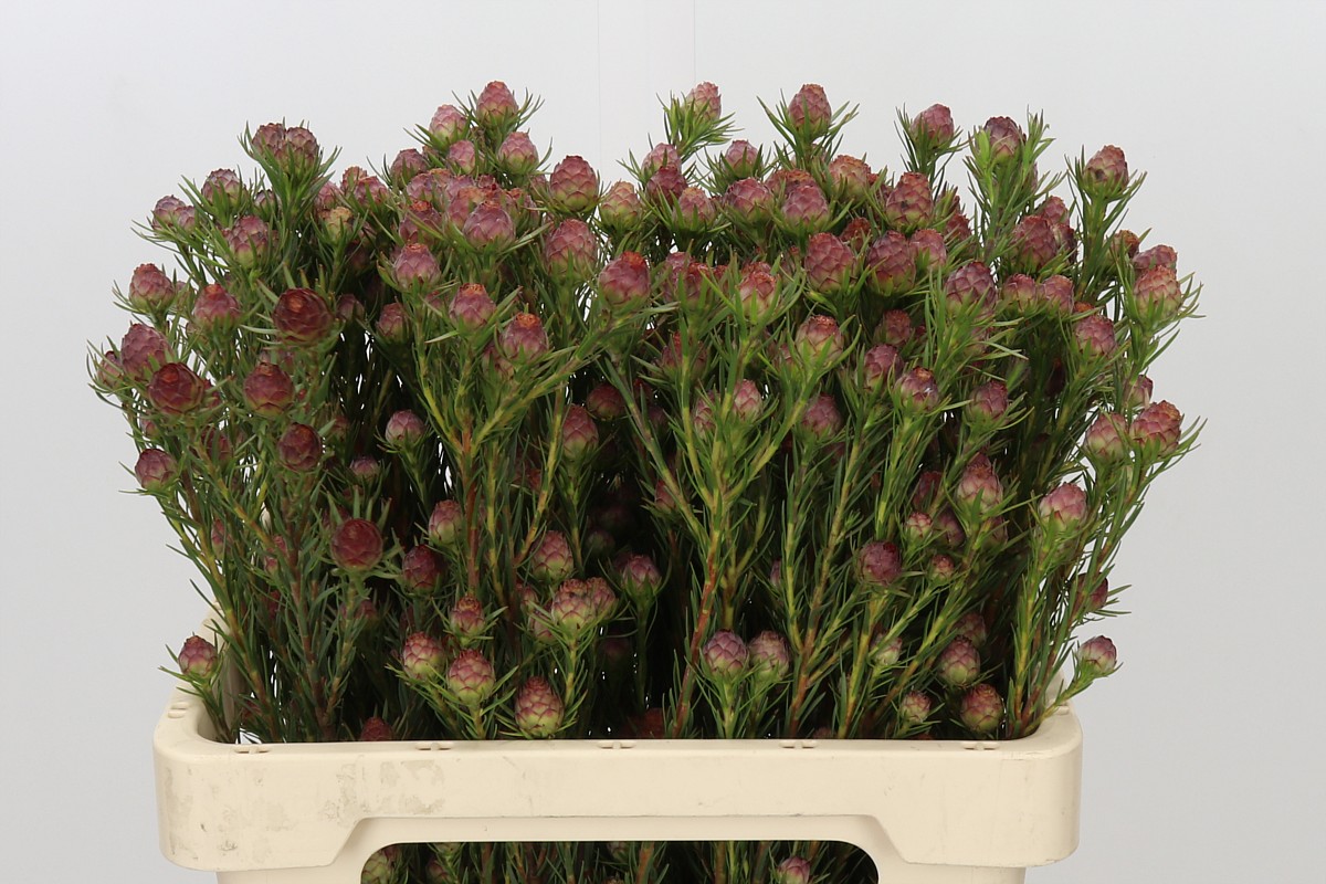 Leucadendron Jubilee Crown Bunch 60cm