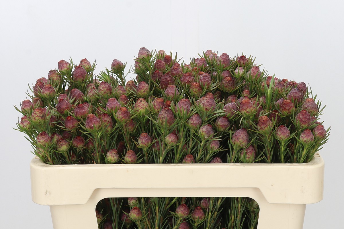 Leucadendron Jubilee Crown Bunch 50cm