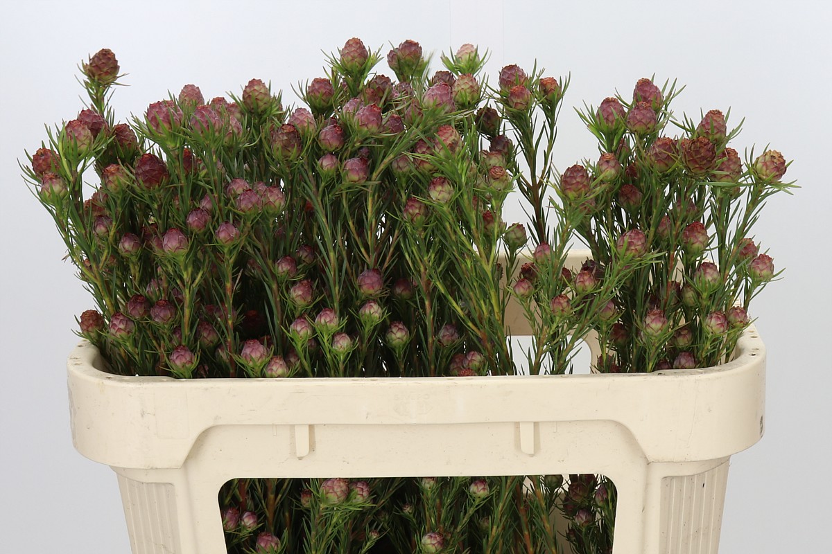 Leucadendron Jubilee Crown Bunch 70cm