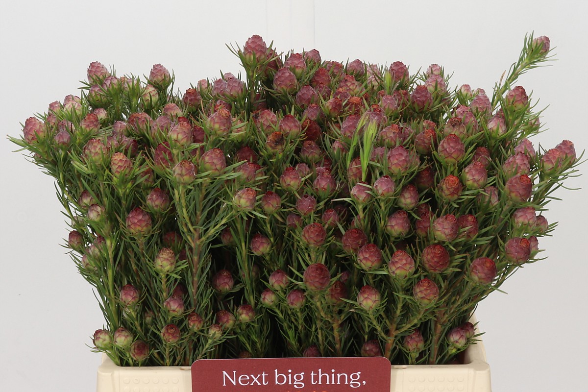 Leucadendron Jubilee Crown Bunch 40cm
