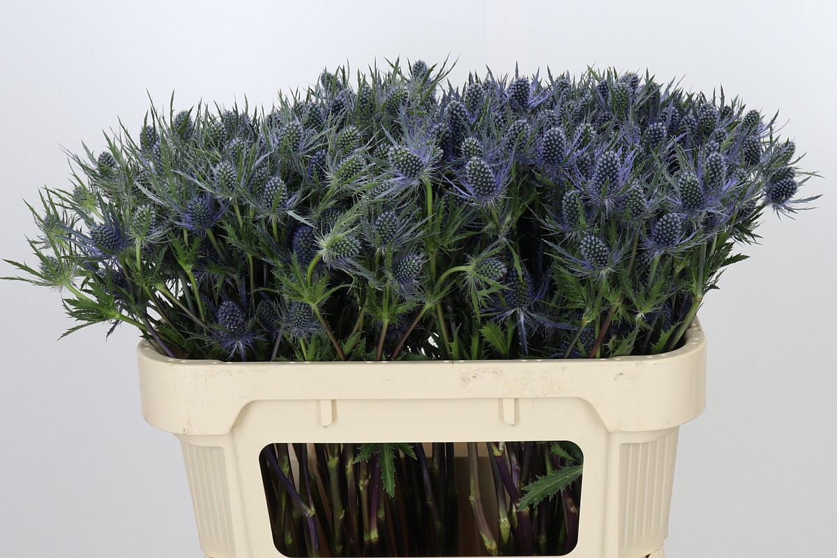 Eryngium Planum 70cm