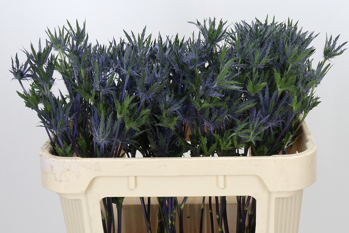 Eryngium Planum 70cm