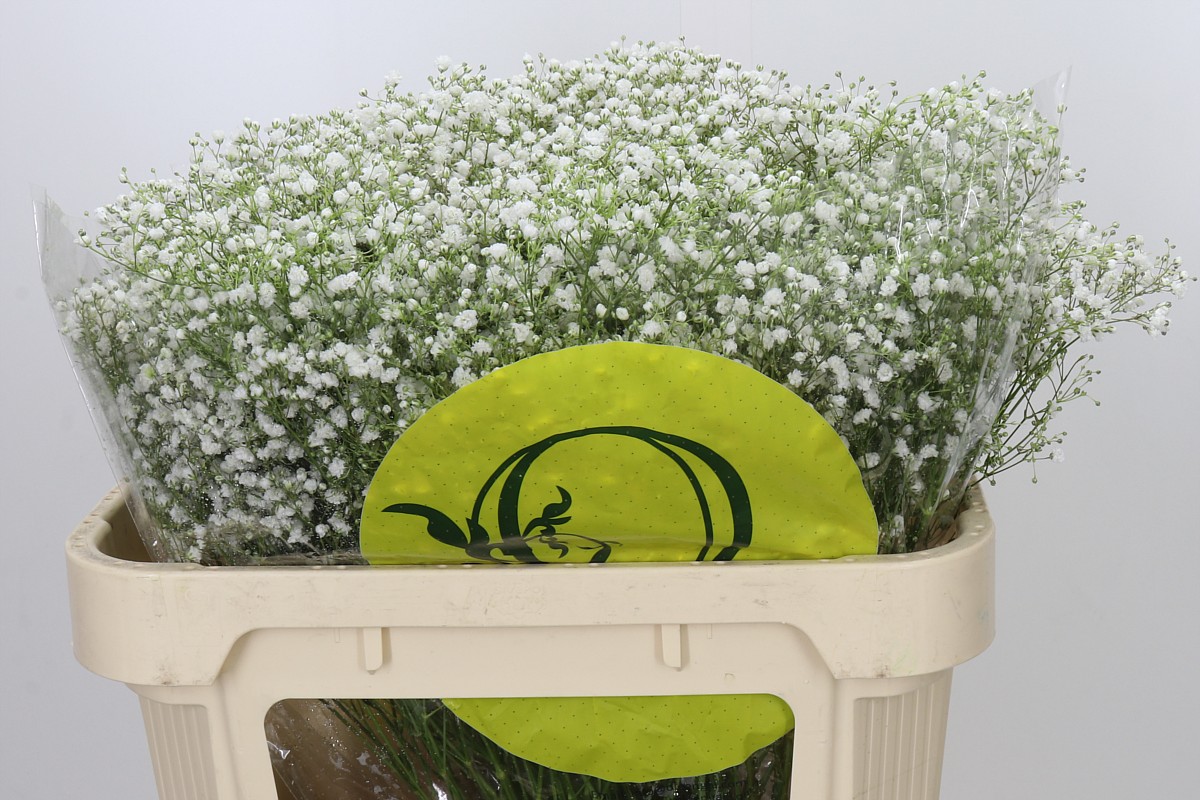 Gypsophila Xlence White 70cm 25gram