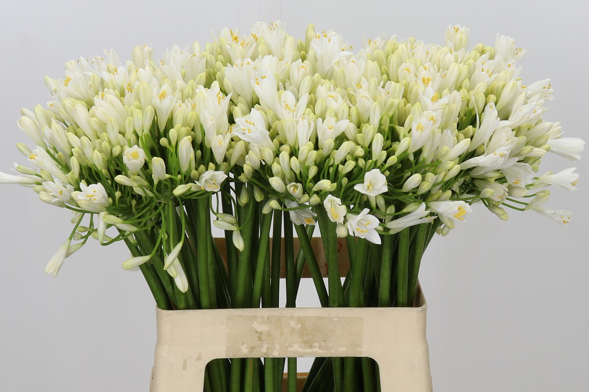 Agapanthus Gletsjer 60cm