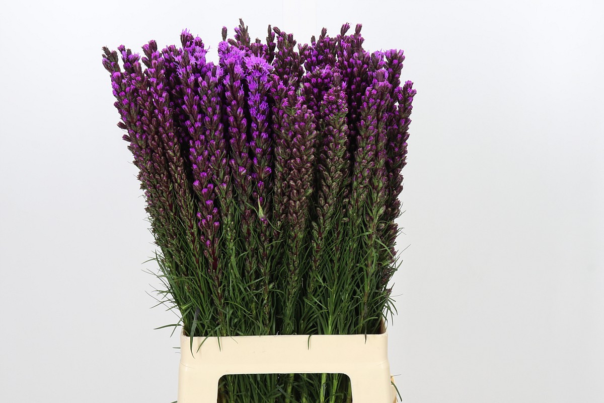 Liatris S Callilepis 70cm