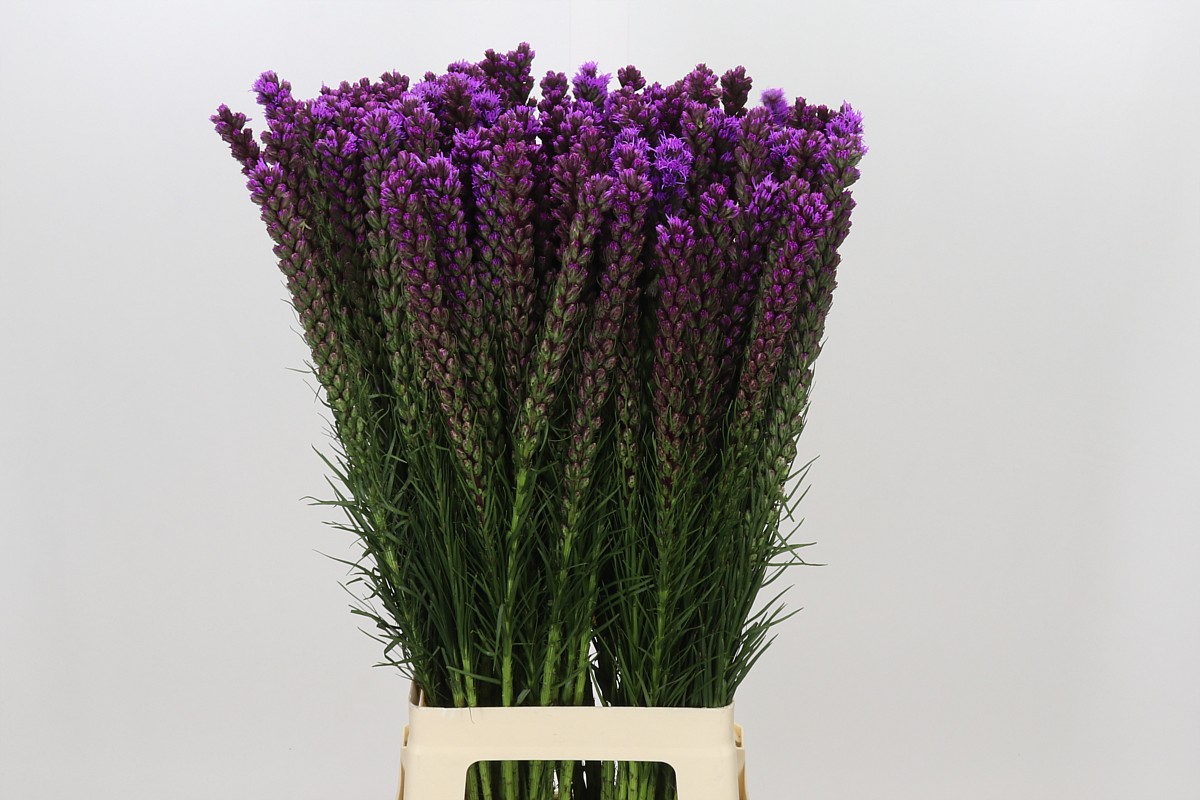 Liatris S Callilepis 80cm