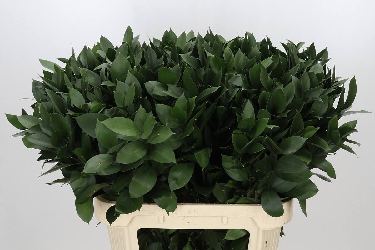 Ruscus Hypophyllum 80cm