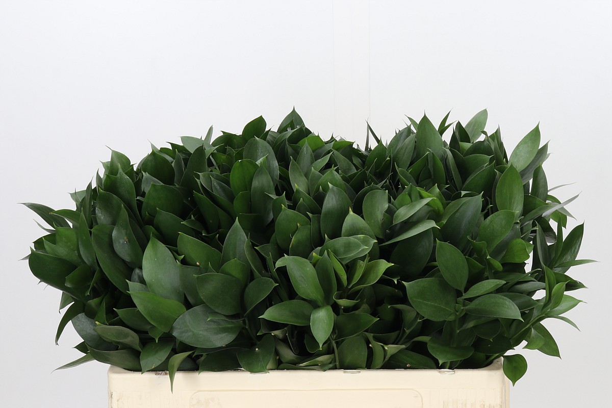 Ruscus Hypophyllum 50cm