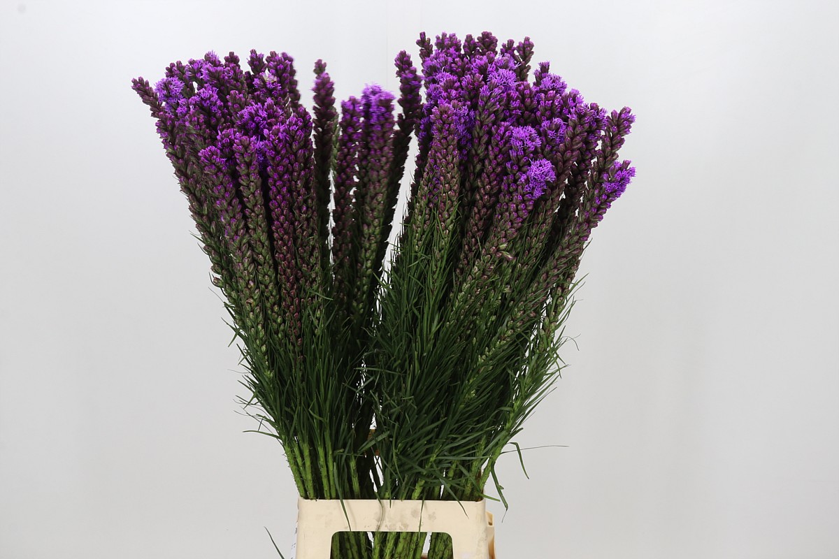 Liatris S Callilepis 90cm