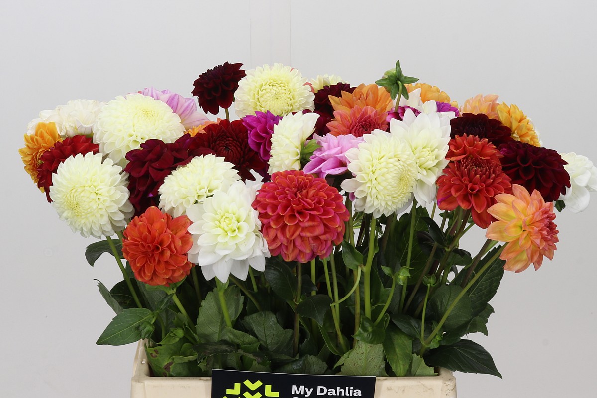 Dahlia Mixed In Bunch 40cm