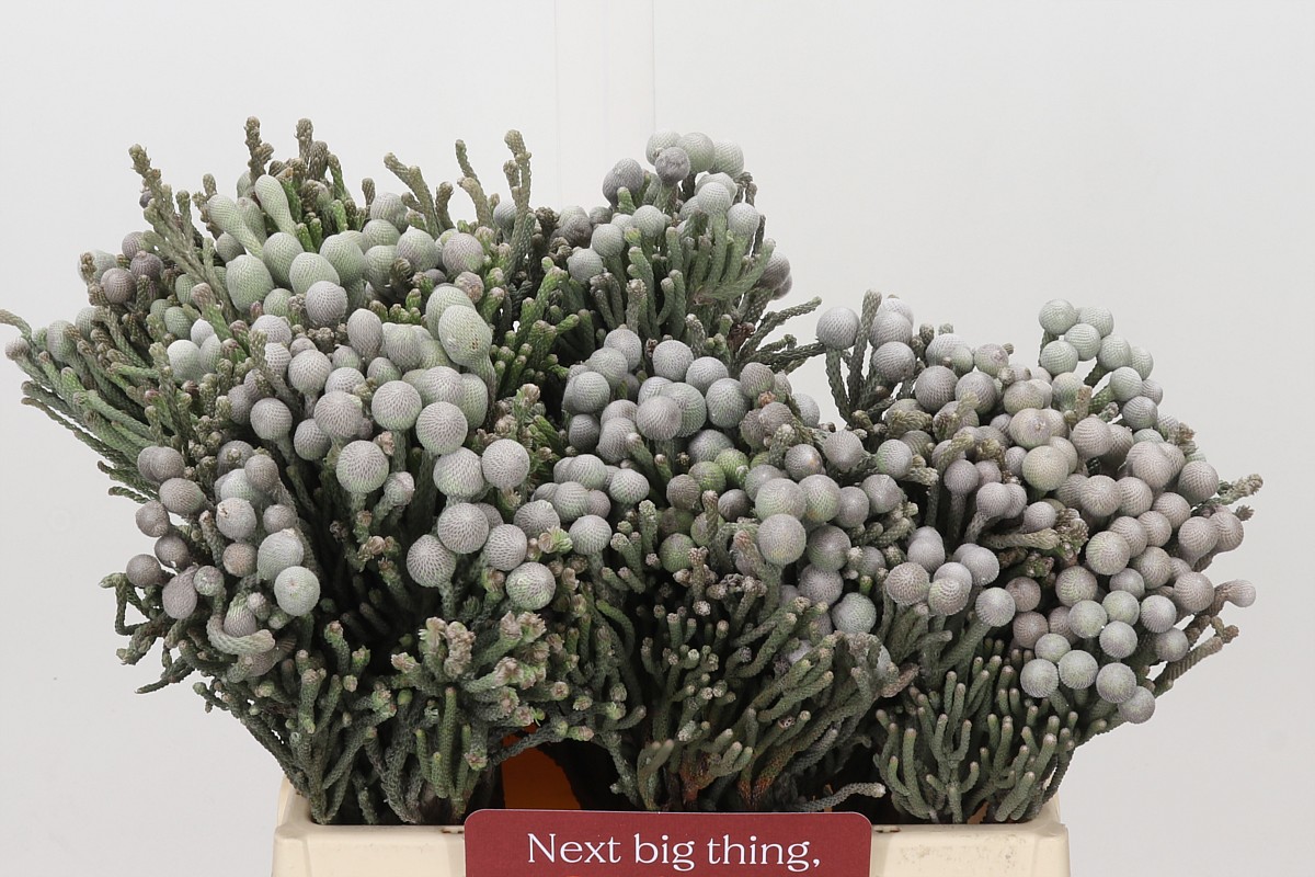 Brunia Silver Bunch 40cm