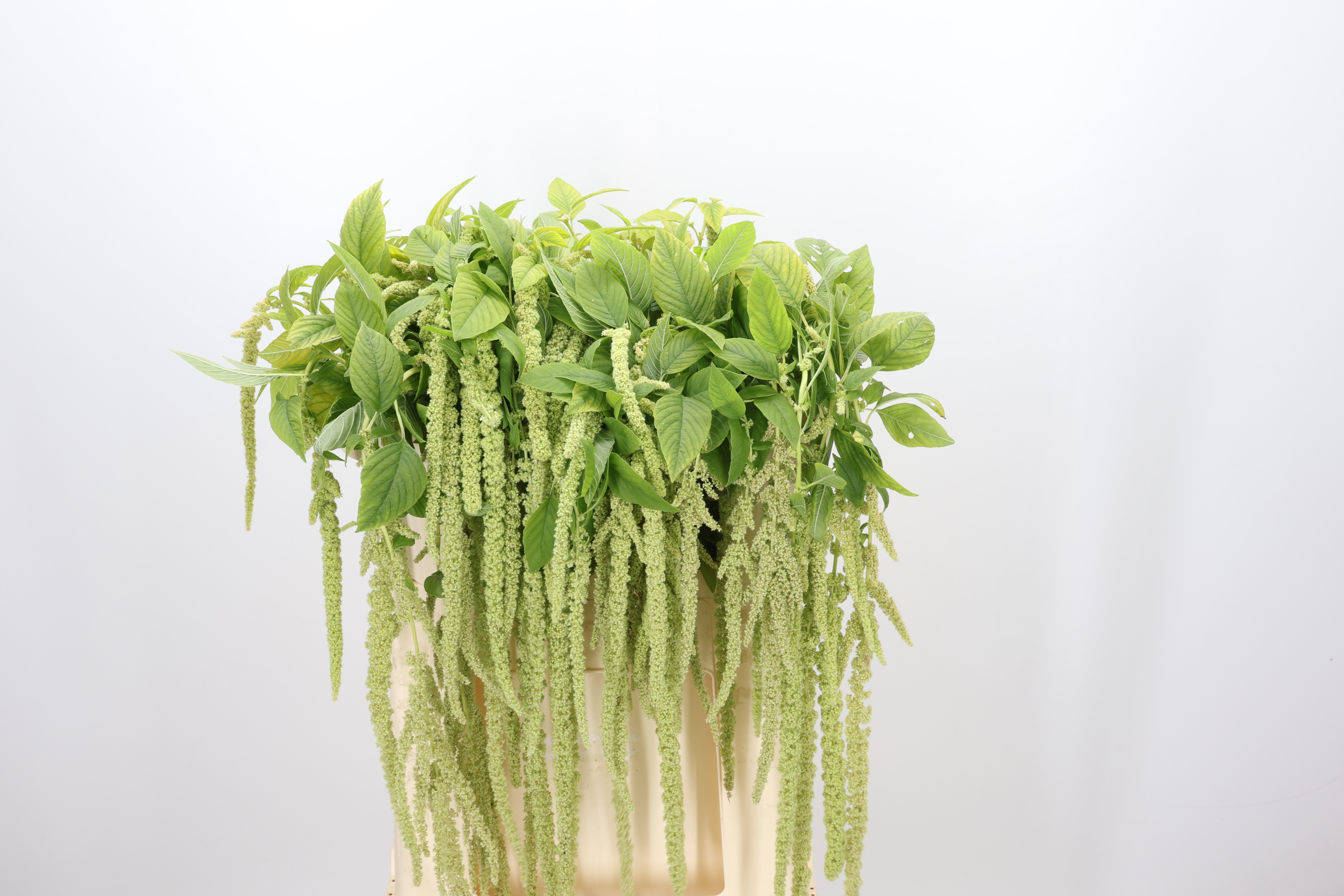 Amaranthus Hang Viridis 70cm