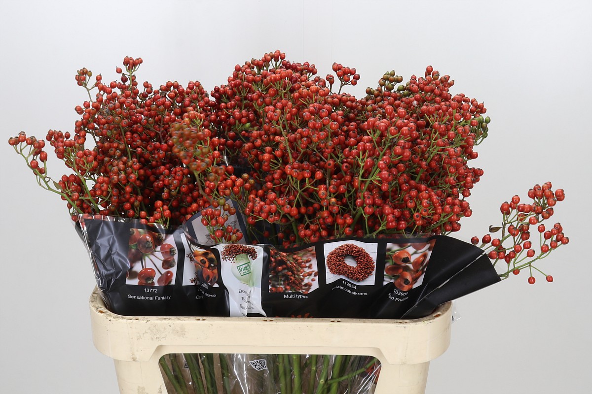 Rosa Aut Rosefruits 80cm