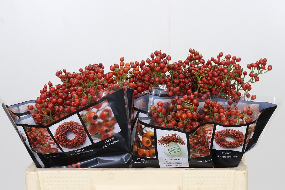 Rosa Aut Rosefruits 50cm