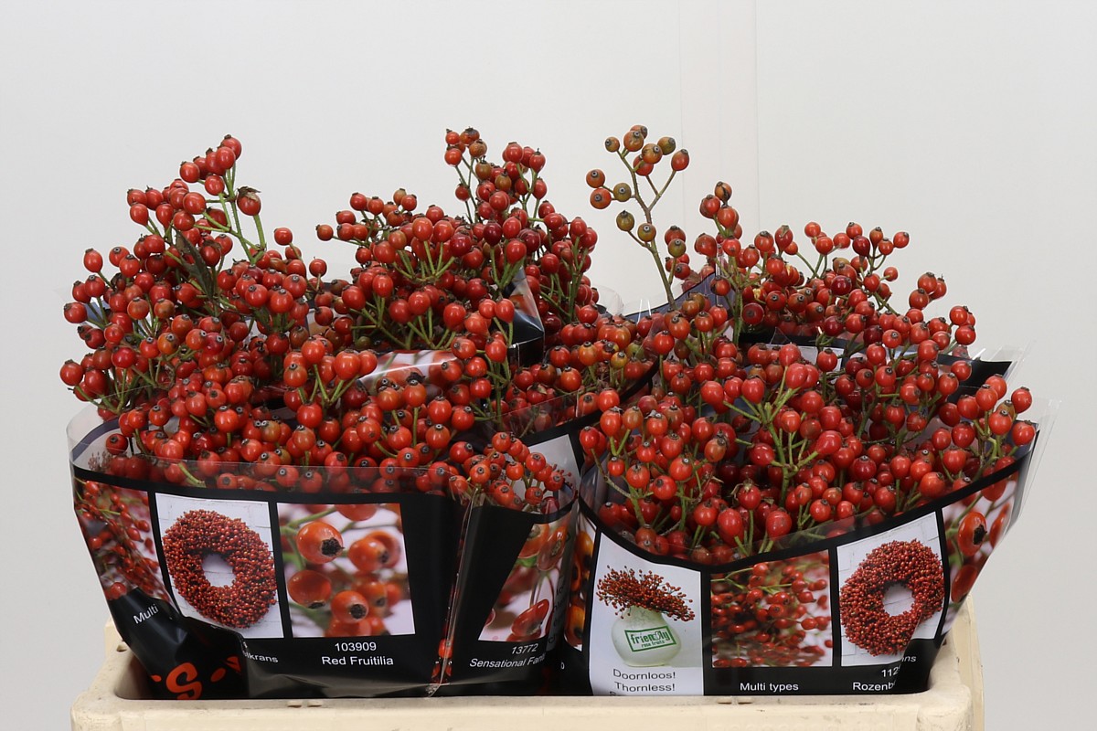 Rosa Aut Rosefruits 50cm