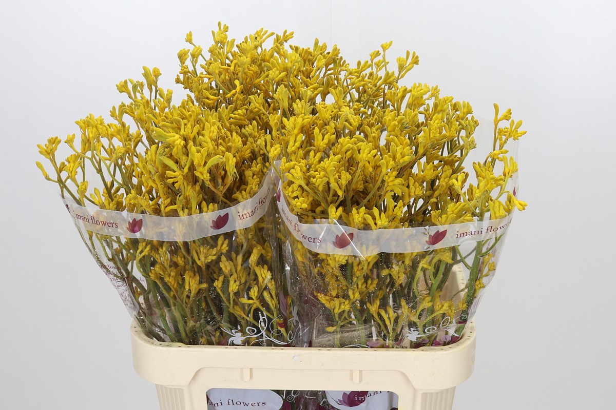 Anigozanthos Imani Yellow 80cm