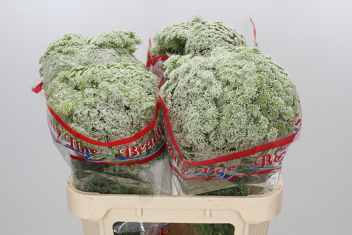 Ammi Majus Casablanca 80cm