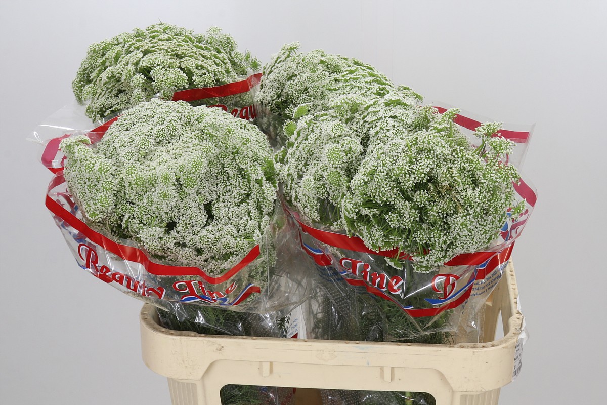 Ammi Majus Casablanca 75cm