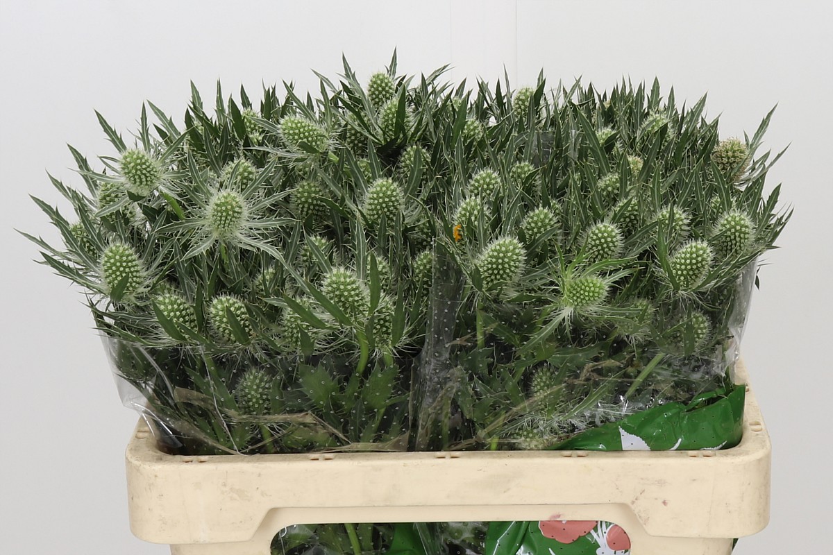 Eryngium White Lagoon 50cm