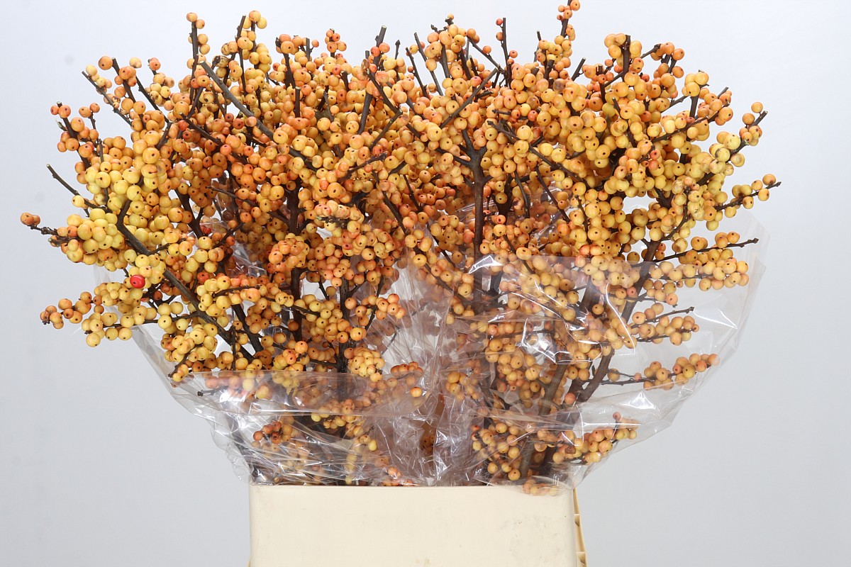 Ilex Gresgold 100cm