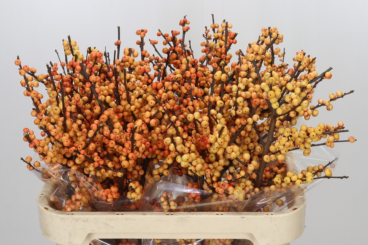 Ilex Gresgold 80cm