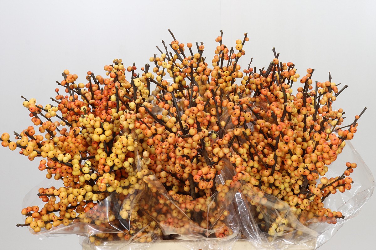 Ilex Gresgold 60cm