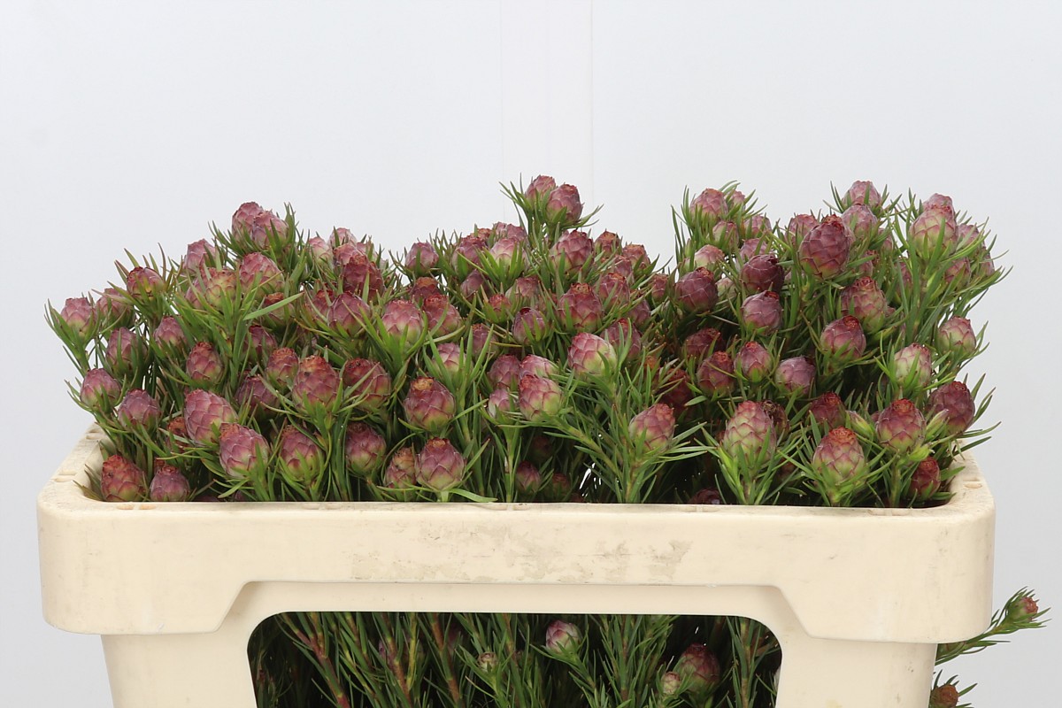 Leucadendron Jubilee Crown Bunch 50cm