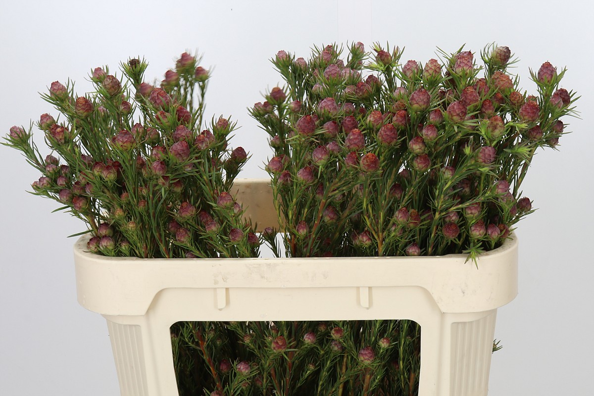 Leucadendron Jubilee Crown Bunch 70cm